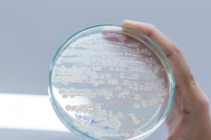 coliform-bacteria-in-water
